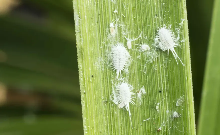 Cocciniglie - Riconoscile, eliminale e previeni i ritorni