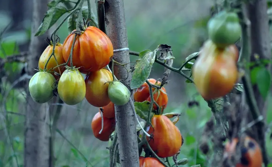Carenza di calcio - Soluzioni per pomodoro, lattuga e brassiche