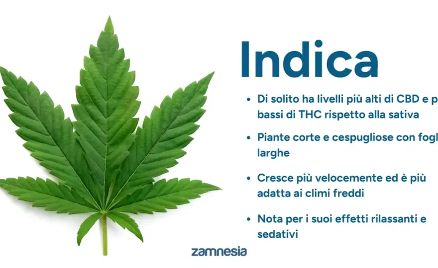 Cannabis indica, storia e limiti dell’etichetta indica