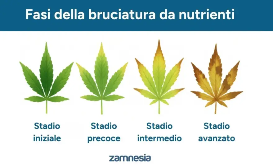 Eccesso fertilizzante cannabis - Riconosci e risolvi il danno!