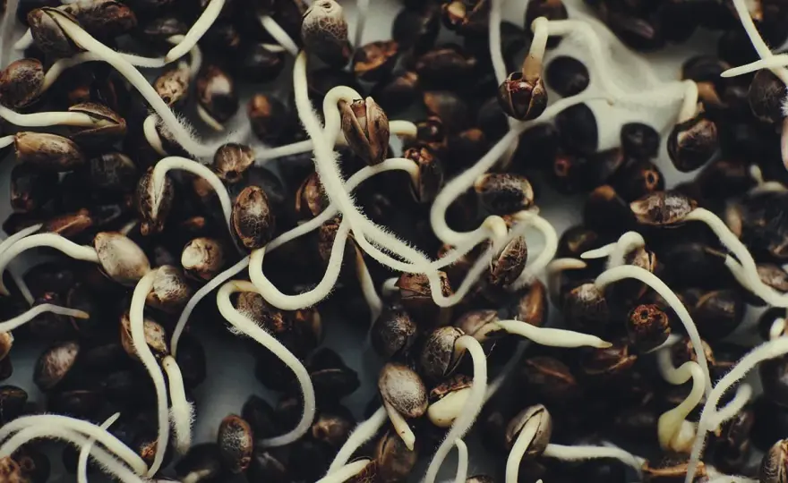 Germinazione autofiorenti - La guida completa per non sbagliare