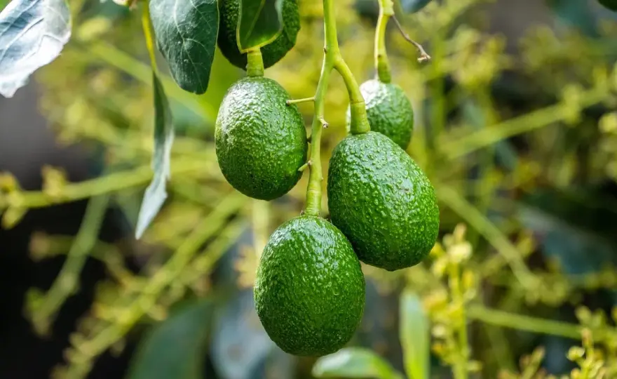 Coltivare l’avocado in vaso o in giardino senza errori