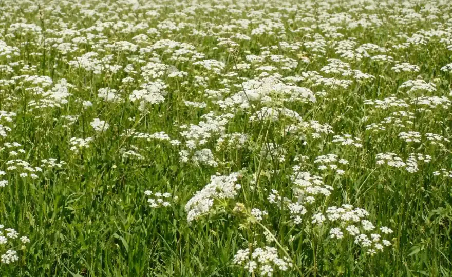 Coltivare il Cumino - La Guida Definitiva per Semi Perfetti