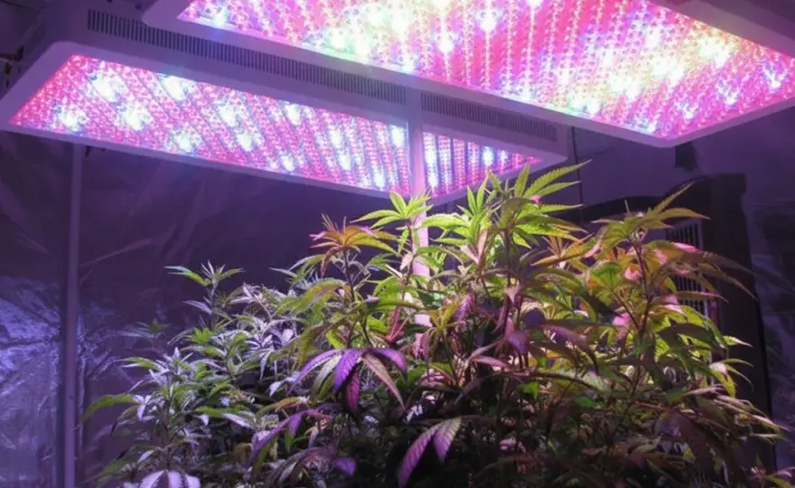 Fotoperiodo Cannabis - Guida completa al ciclo luce-buio