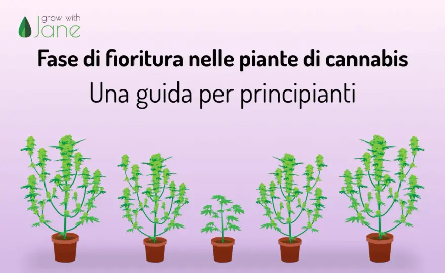 Fioritura cannabis - Guida completa per cime perfette