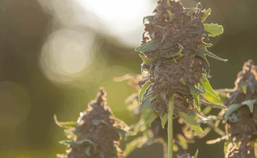 Grow Box Fai da Te: Guida Completa per Evitare Errori