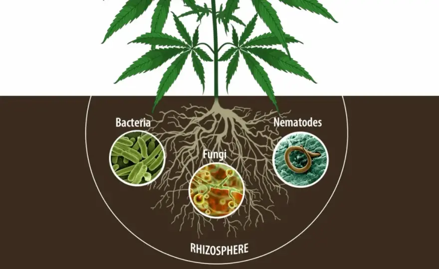 Parassiti Cannabis - Riconoscili e Proteggi le Tue Piante