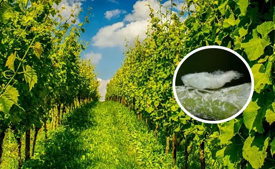 Metcalfa - Cicalina bianca: come eliminarla da piante e serra