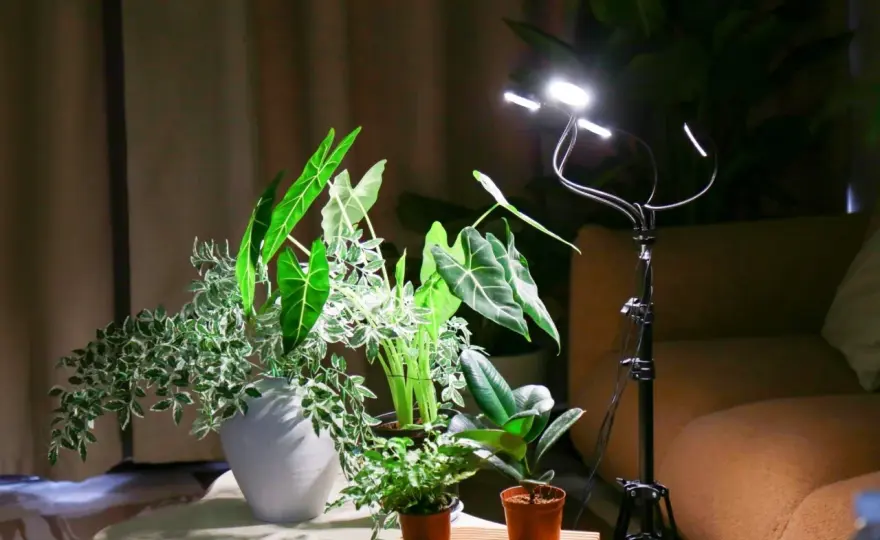 Distanza lampada-pianta - Guida per crescita perfetta