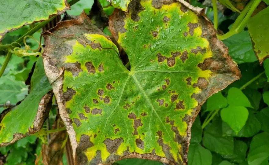 Carenza di Potassio Piante - Sintomi e Soluzioni Efficaci