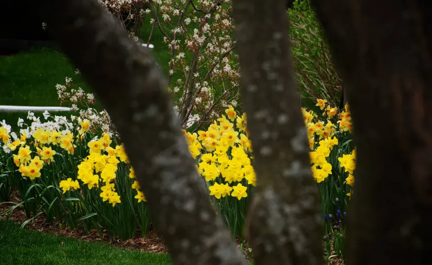 Fiori di marzo - Guida completa per un giardino fiorito