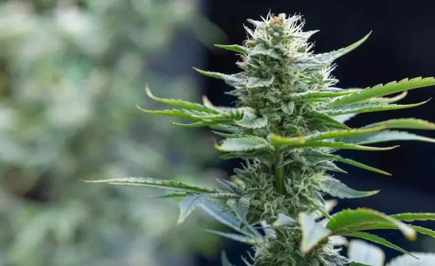 Pianta marijuana - Guida completa alla coltivazione di qualità