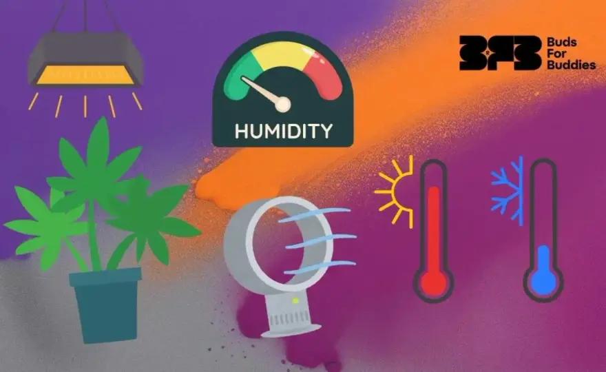 Temperatura e umidità ideali per la coltivazione indoor