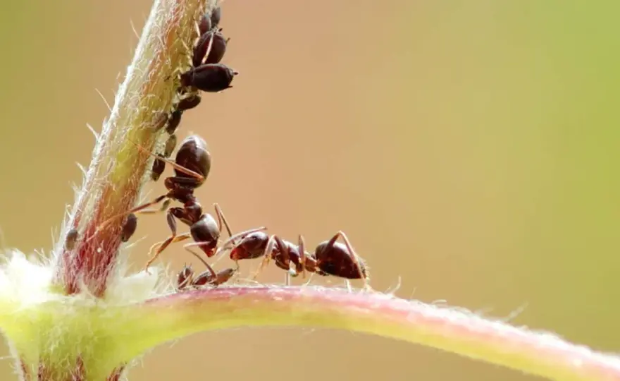 Afidi e formiche sulle piante - Rompi il ciclo in modo efficace