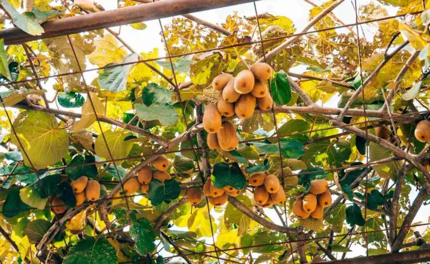 Sostegno kiwi - Costruisci la struttura perfetta per la tua pianta