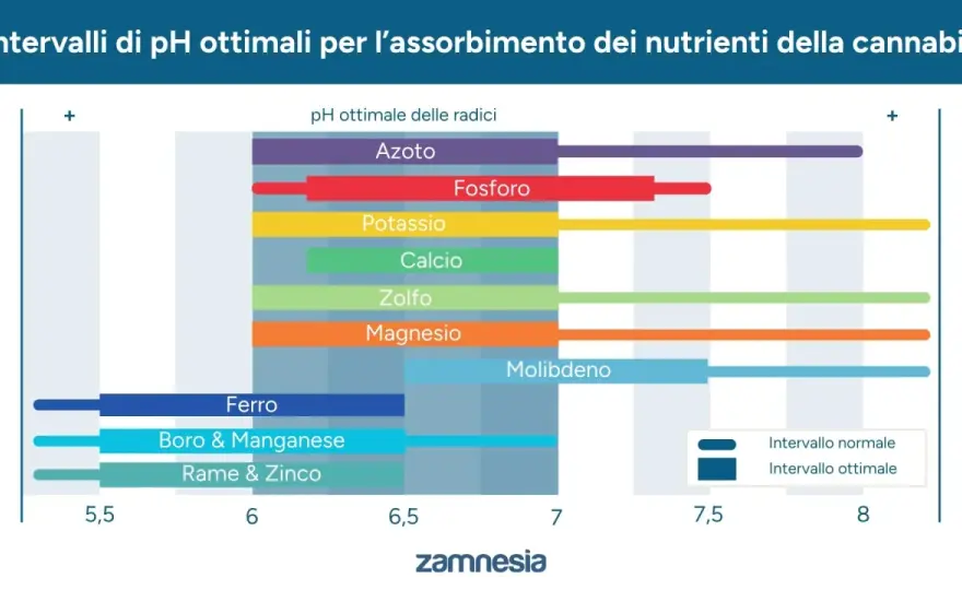 pH Cannabis - La Guida Definitiva per una Crescita Perfetta