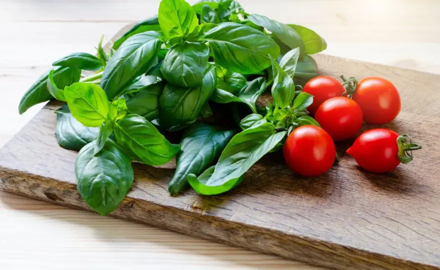 Basilico perfetto - Quanta luce serve davvero?