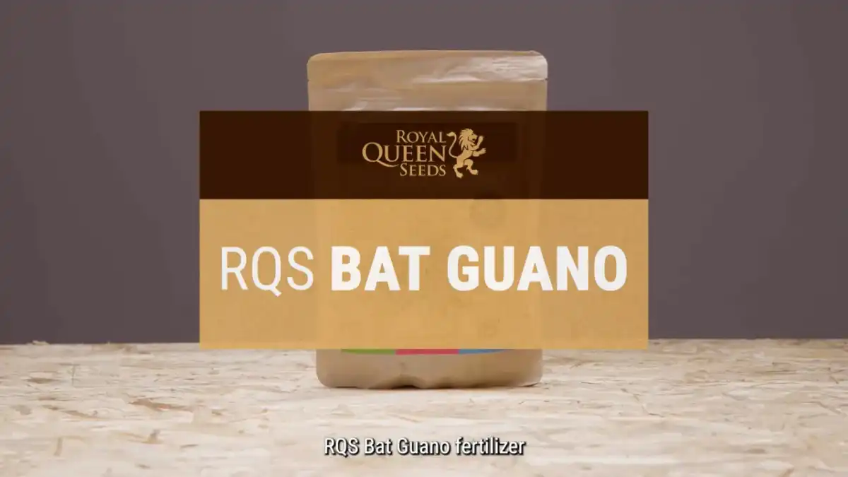Guano di pipistrello - dosi, usi e rischi
