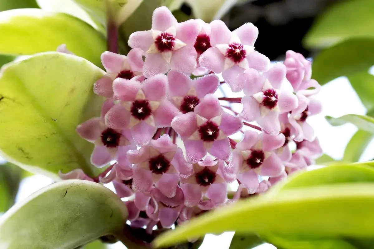 Grappolo di fiori rosa a forma di stella di Hoya carnosa, con un centro scuro. Le foglie verdi e carnose circondano i fiori.