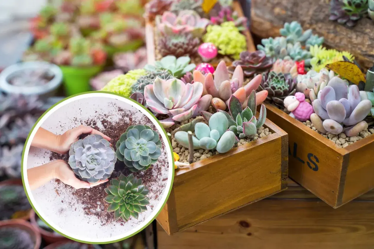 Mani che piantano succulente, tra cui una splendida erba grassa, in vasi di legno pieni di piante colorate e decorative.