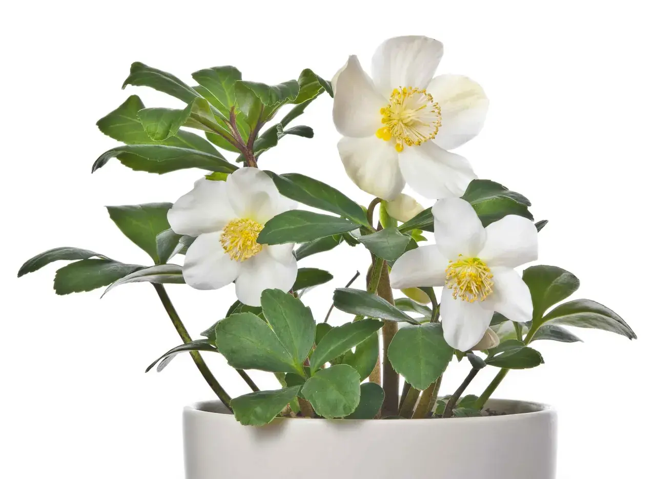 Un elleboro in vaso, con fiori bianchi e stami gialli, pronto per abbellire un terrazzo.