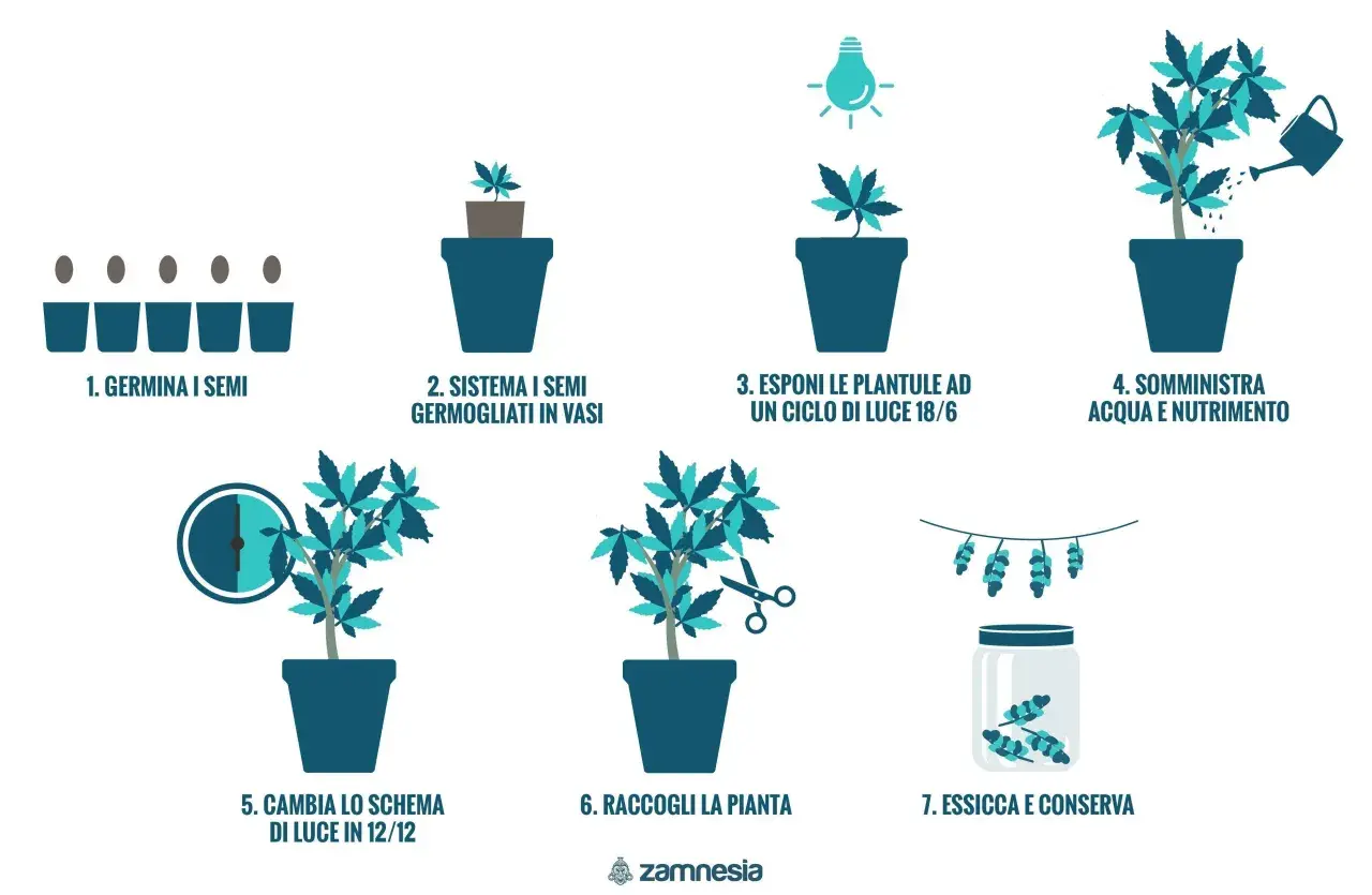 Guida alla coltivazione: germinazione, crescita con luce 18/6, nutrimento, cambio luce 12/12, raccolta, essiccazione e conservazione. Un sinotimer manual italiano per ogni fase.