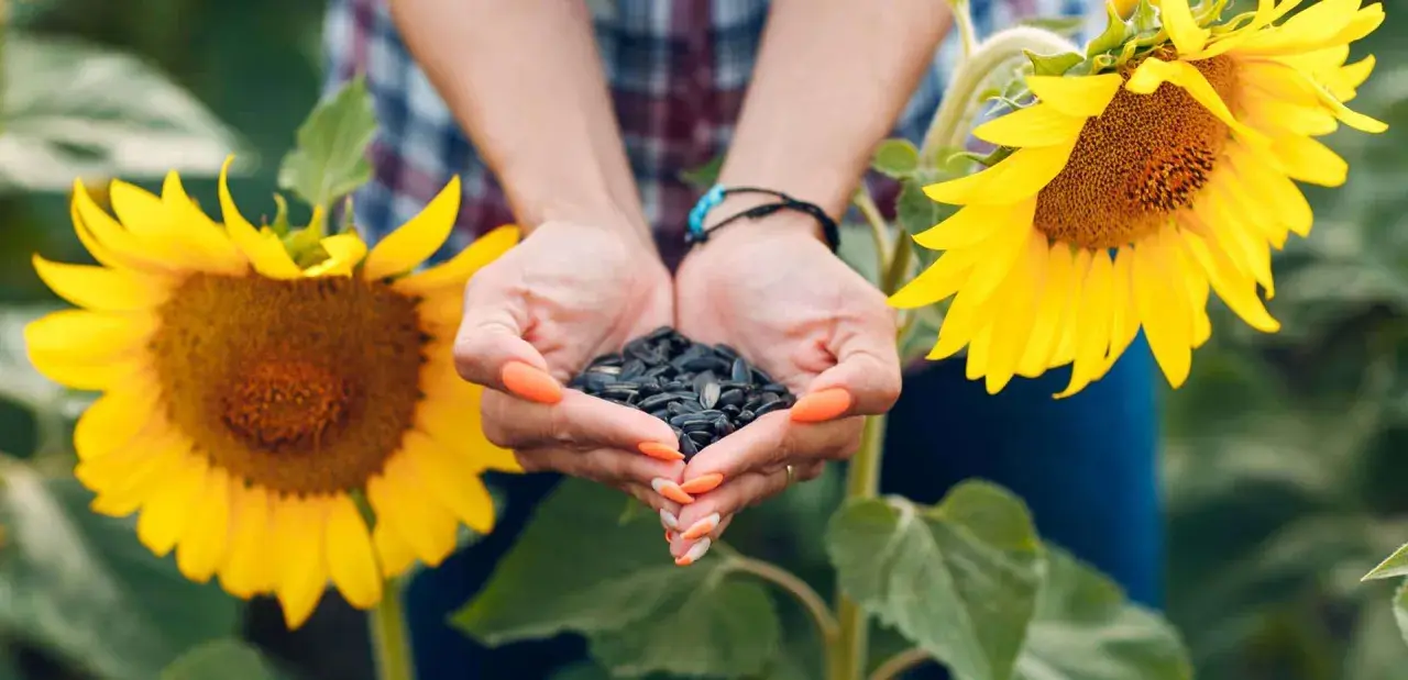Mani che raccolgono semi di girasole, con due grandi fiori gialli sullo sfondo.