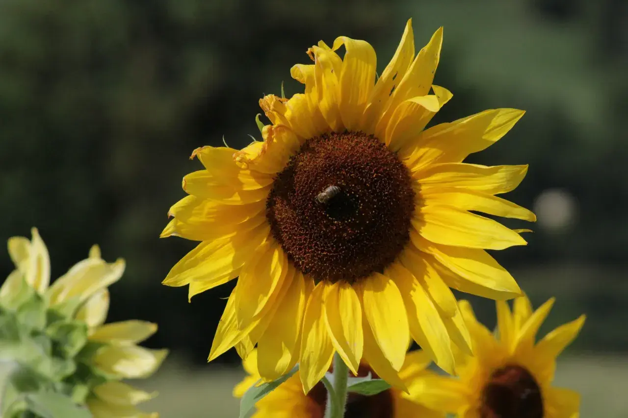 Un'ape lavora su un girasole giallo brillante, un momento perfetto quando si raccolgono i girasoli.