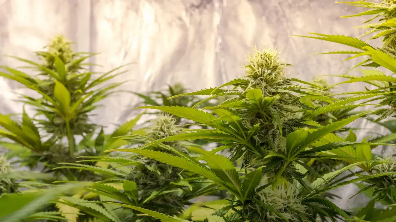 Piante di cannabis in fase di fioritura, con cime dense e tricomi visibili, in un allestimento grow box con pareti riflettenti.