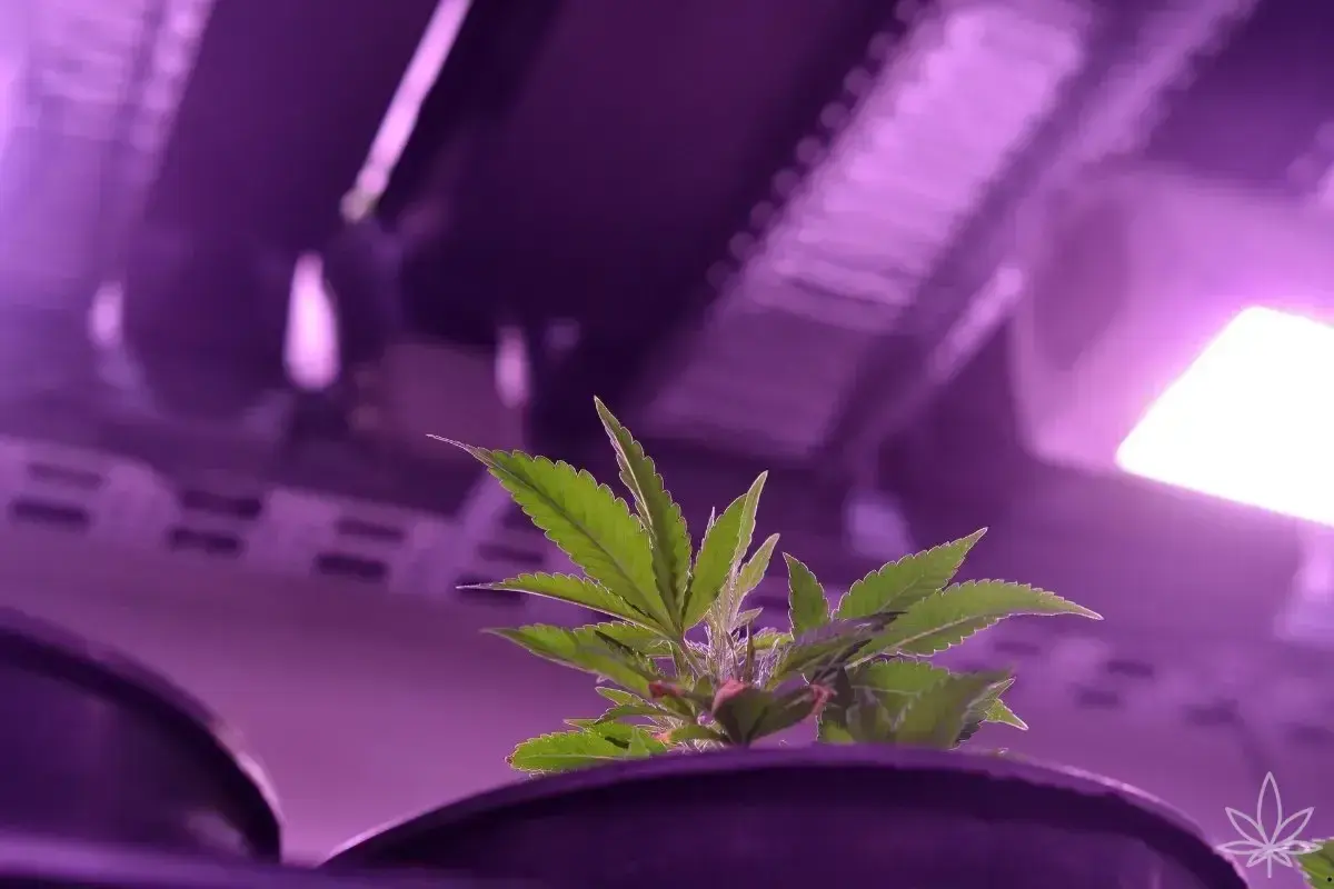 Giovane pianta di cannabis sotto luci viola, pronta per quando mandare in fioritura indoor.