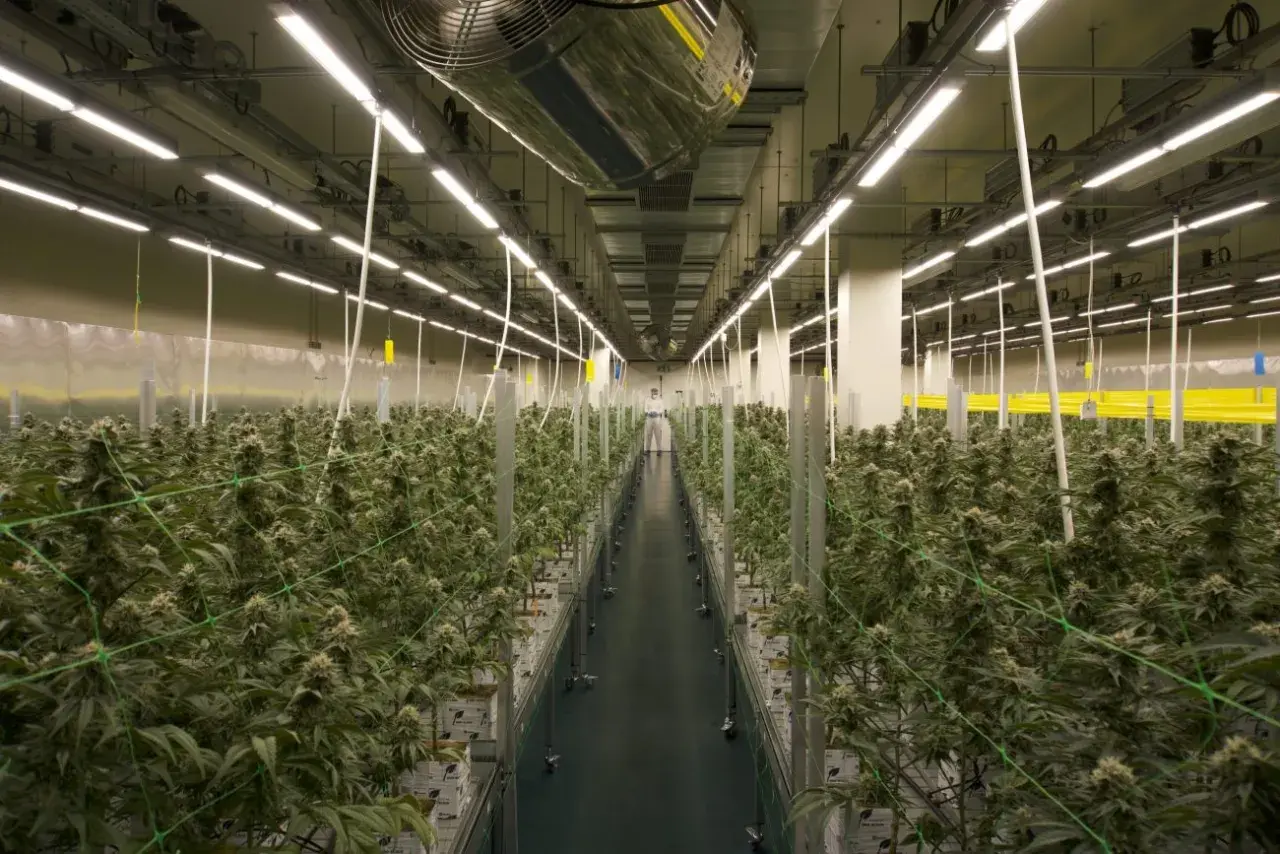 Vasta serra con file ordinate di piante di cannabis sotto luci LED. Lo spettro luce LED favorisce la crescita ottimale.