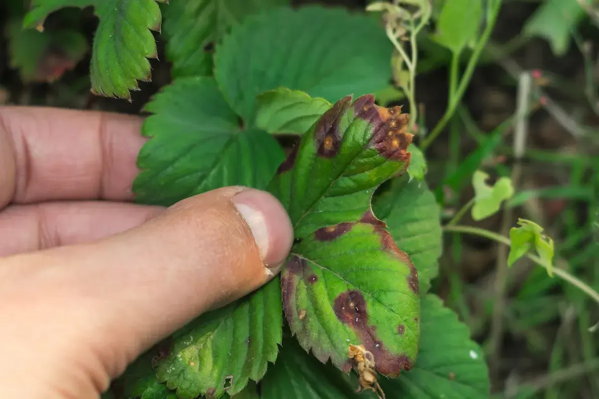Foglia di fragola con macchie marroni e bordi secchi, sintomo di botrite. La cannabis può soffrire di problemi simili.