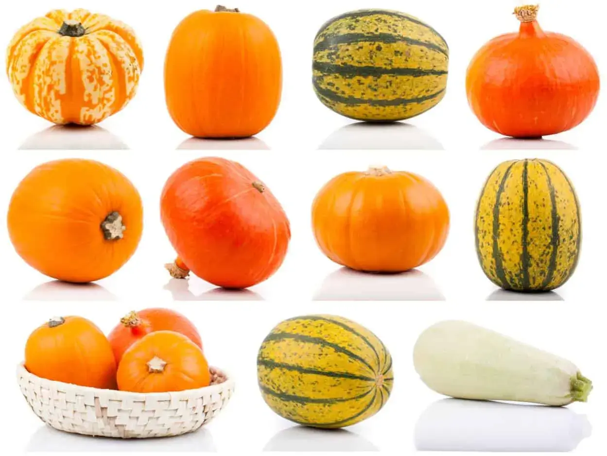 Una collezione di zucche, tra cui una **zucca arancione tonda** perfetta per Halloween, e altre varietà striate e bianche.