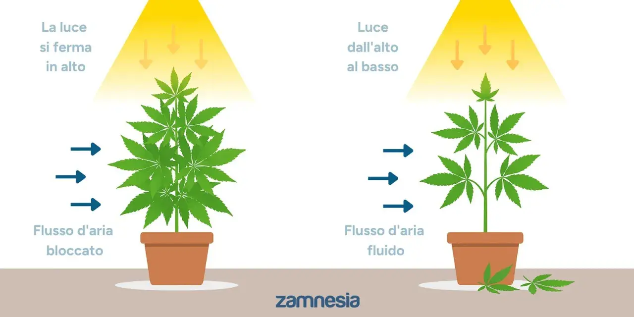 Confronto tra defogliazione autofiorenti: pianta folta con luce bloccata in alto e flusso d'aria limitato, contro pianta più snella con luce penetrante e aria fluida.