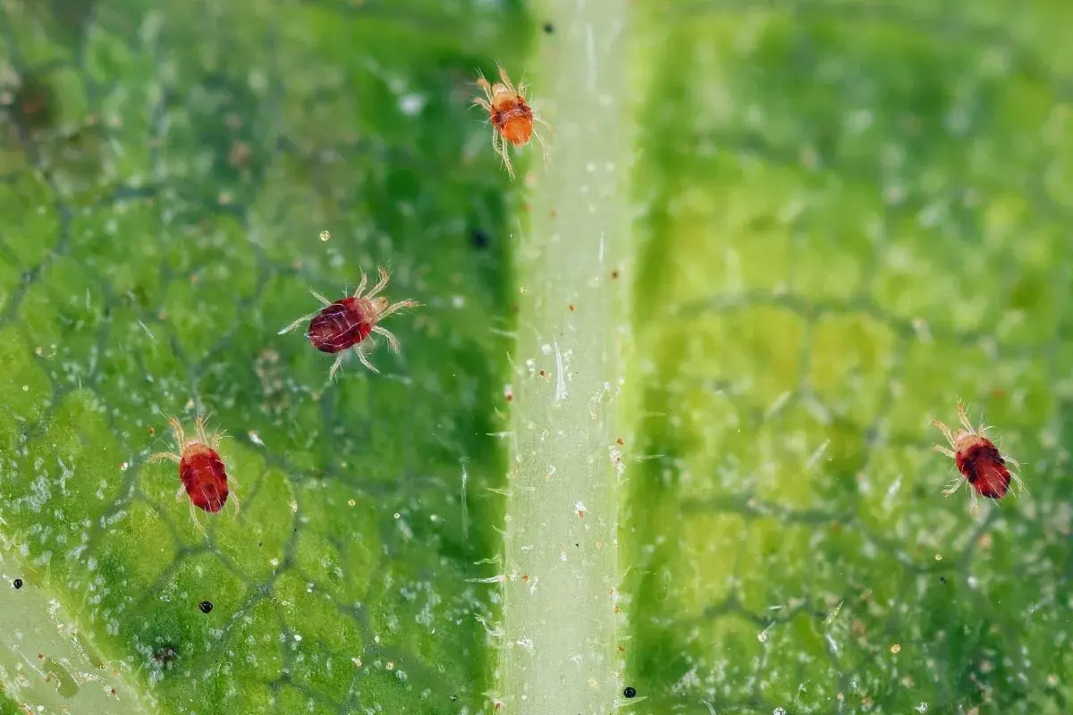 Ecco cosa sono i ragnetti rossi: minuscoli acari rossi che si muovono su una foglia verde, con le loro otto zampe pelose ben visibili.