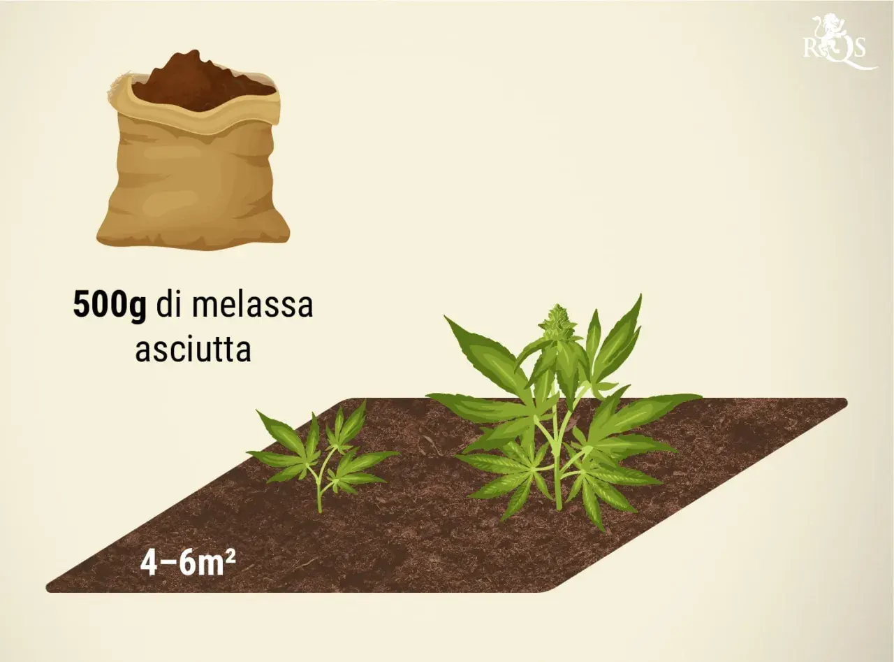 Sacchetto di melassa secca per nutrire la pianta. Due piantine di cannabis crescono in terra, una più piccola e una più grande.