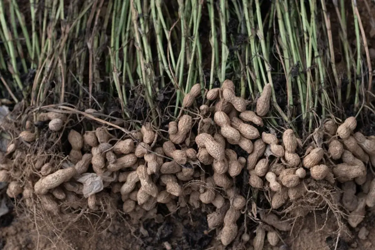 Raccolto di arachidi appena estratte dal terreno, con steli verdi e radici che mostrano i baccelli pronti per essere sgranati. Un momento chiave quando si piantano le arachidi.