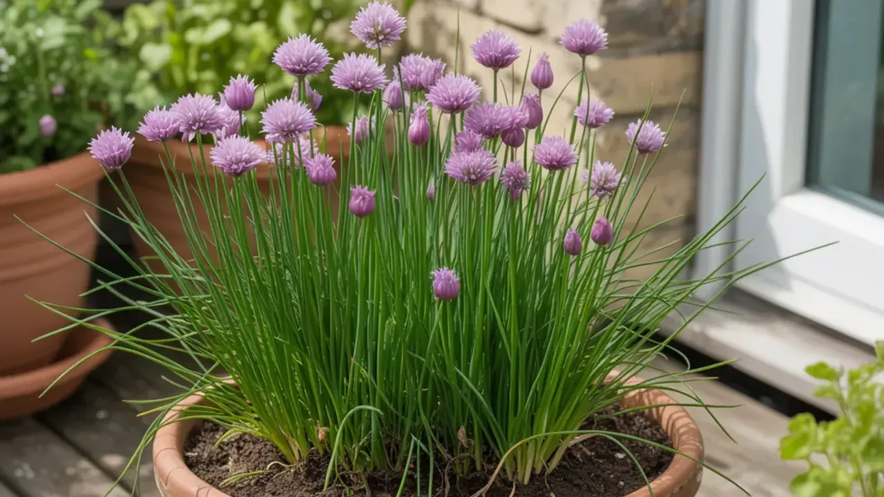 Erba cipollina semina in vaso, con fiori viola a grappolo e foglie verdi. Un tocco di freschezza per la tua cucina.