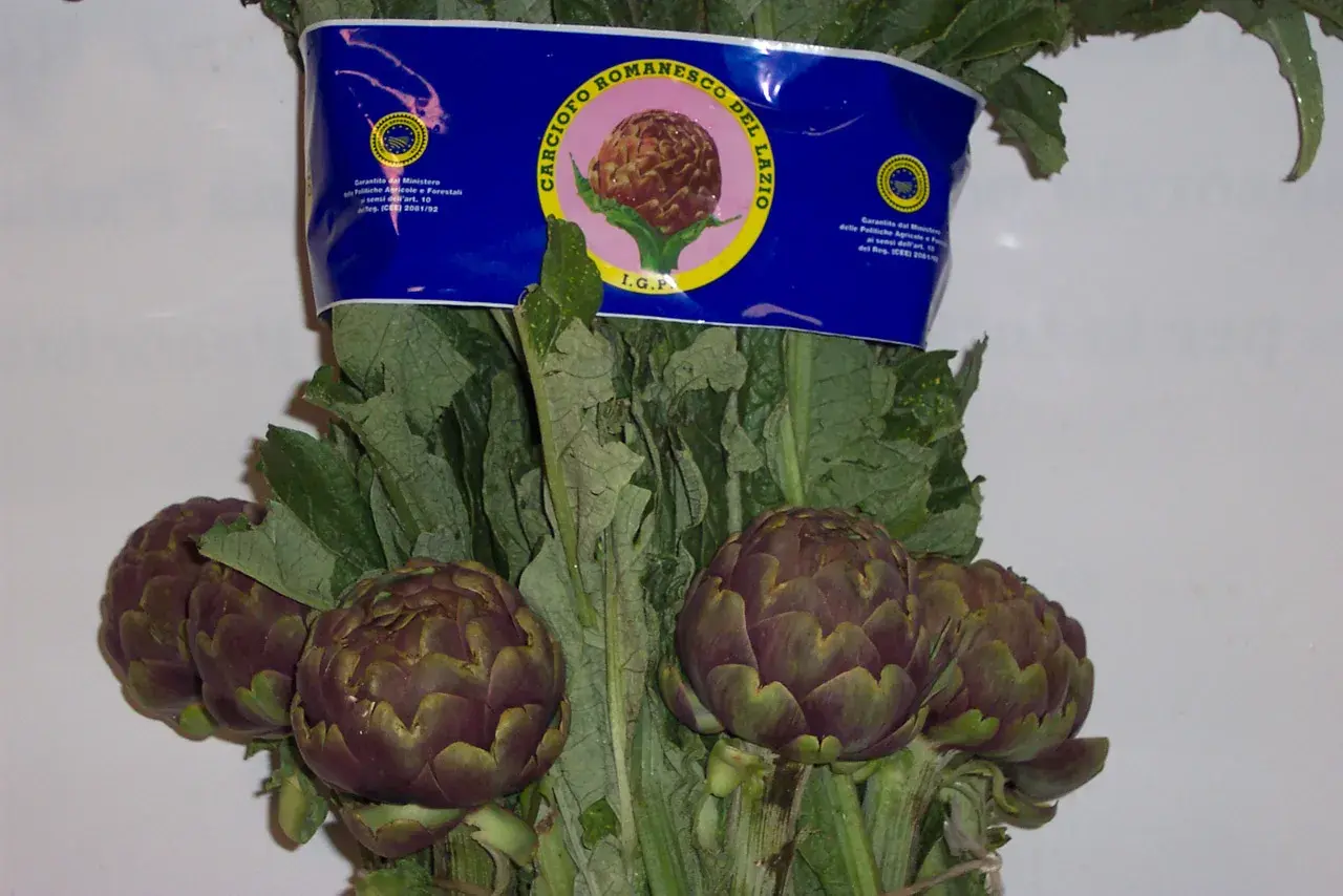 Carciofi romaneschi I.G.P. freschi, pronti per la coltivazione e il consumo.