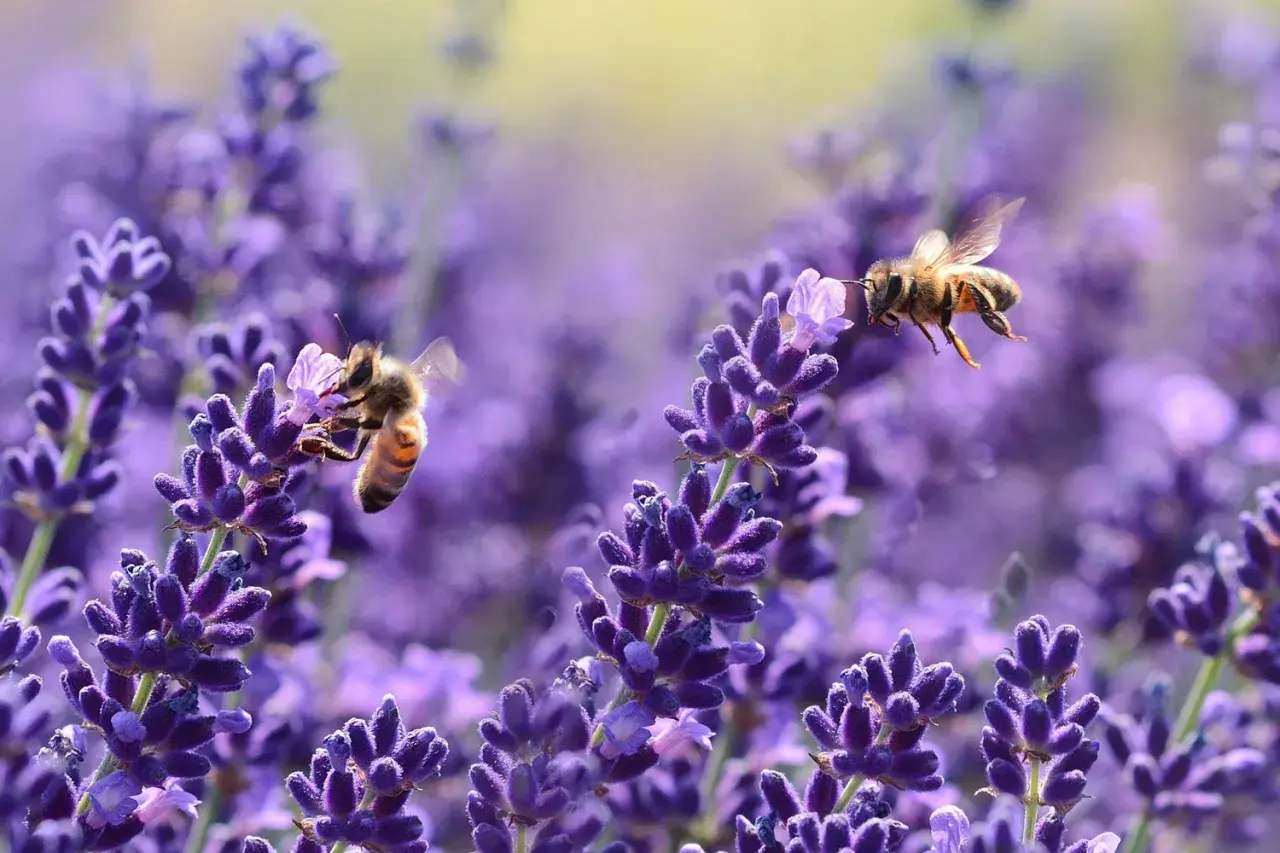 Api operose raccolgono nettare da splendidi fiori di lavanda, un vero banchetto di fiori per api.