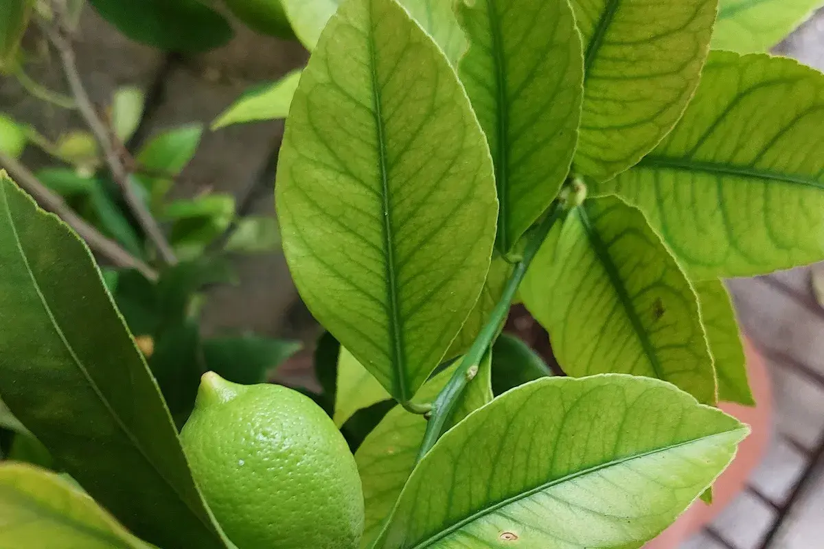 Foglie di limone ingiallite con venature verdi evidenti, possibili sintomi di carenza di rame. Un piccolo limone verde è visibile.