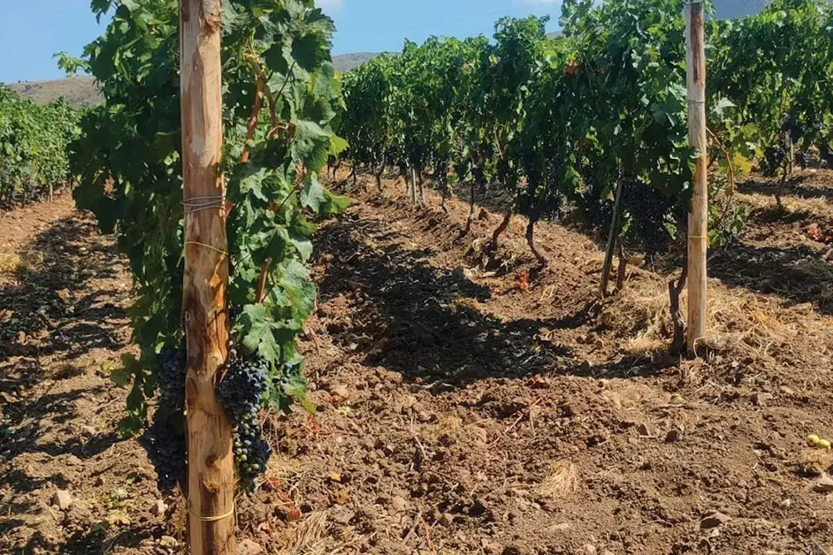 Vigneto con grappoli d'uva matura, terreno lavorato e pali di sostegno. L'acido gibberellico in fertirrigazione favorisce la crescita.