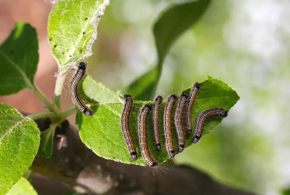 Un gruppo di bruchi striati, forse bruchi del basilico, si muove su una foglia verde.