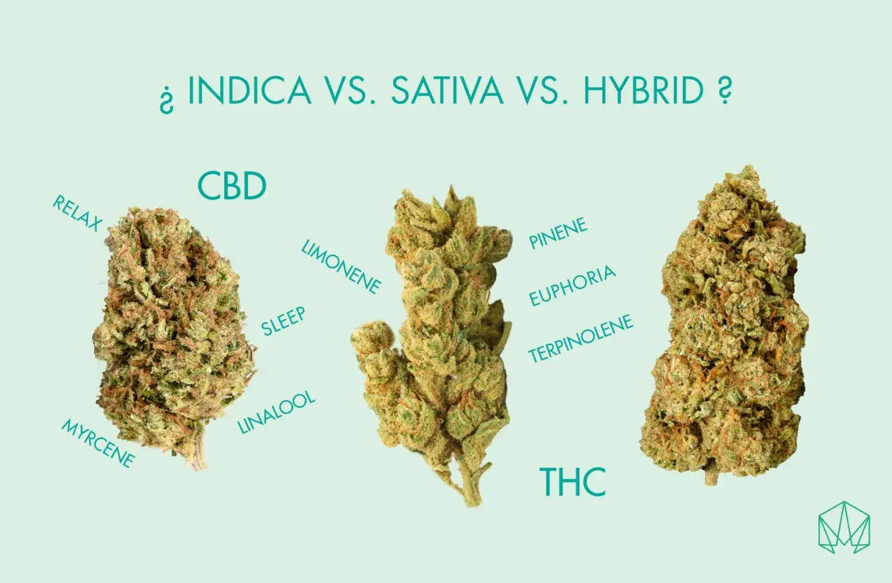 Tre cime di cannabis, con etichette che descrivono gli effetti e i composti, confrontando indica e sativa.