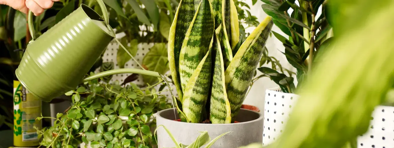 Annaffiando piante verdi con un annaffiatoio. Per sapere ogni quanto innaffiare autofiorenti, osserva il terreno: se è asciutto, è ora di dare acqua.