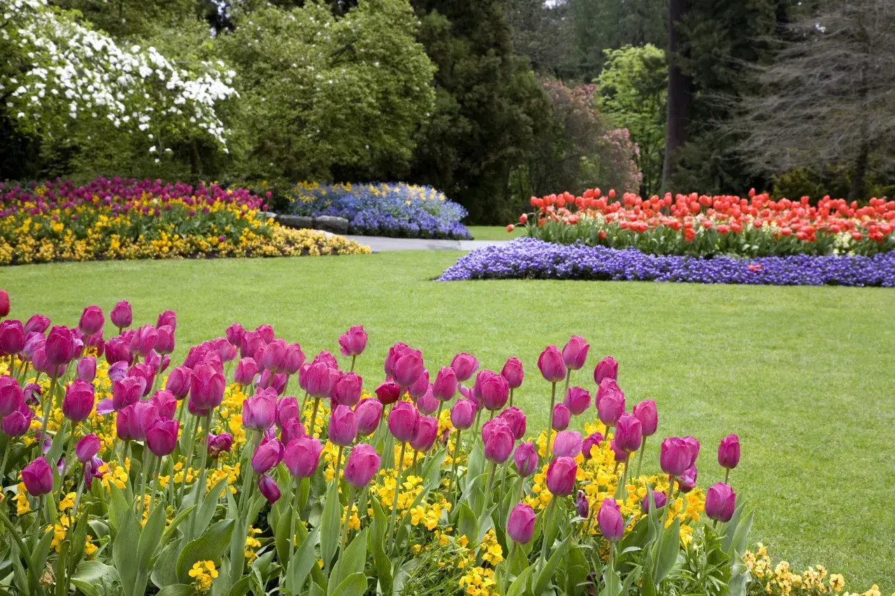 Un prato verde con aiuole di tulipani rosa, gialli, rossi e blu. Si possono lasciare i bulbi di tulipano nel terreno per fioriture future.