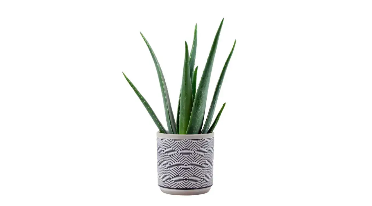 Aloe in vaso con un decoro geometrico bianco e nero. Le foglie verdi e carnose si ergono verso l'alto, pronte a donare i loro benefici.