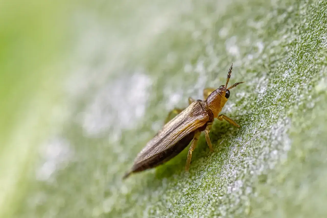 Un tripide su una foglia verde, un insetto che l'olio di neem può aiutare a combattere.