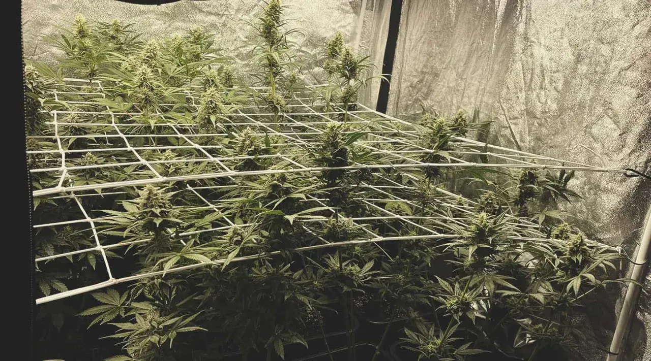 Piante di cannabis in fase di fioritura, con cime rigogliose che si estendono attraverso una rete, applicando il metodo SCROG per una crescita uniforme.