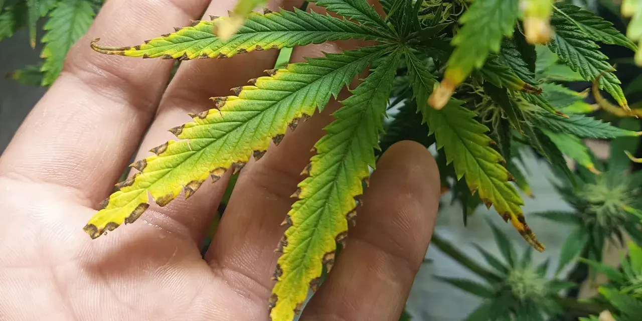 Foglie di canapa ingiallite e bruciate ai bordi, segno di carenza nutritiva. Forse è ora di cercare il miglior concime per fioritura canapa.